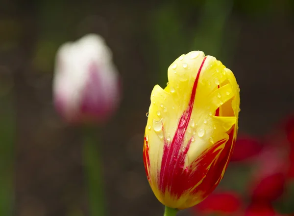 Yellow-Red Tulip — Stock Photo, Image