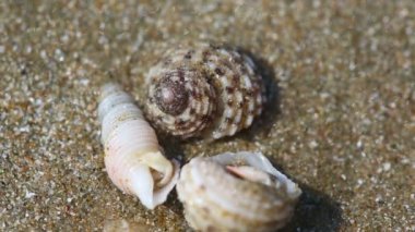 küçük münzevi kimse Yengeç