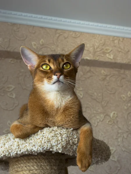 Chat abyssinien — Photo