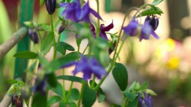 Aquilegia çiçeği