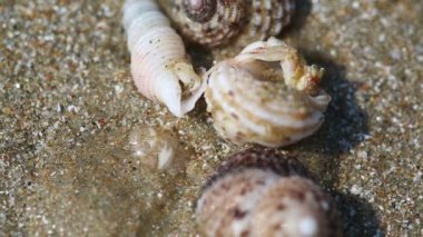 küçük münzevi kimse Yengeç