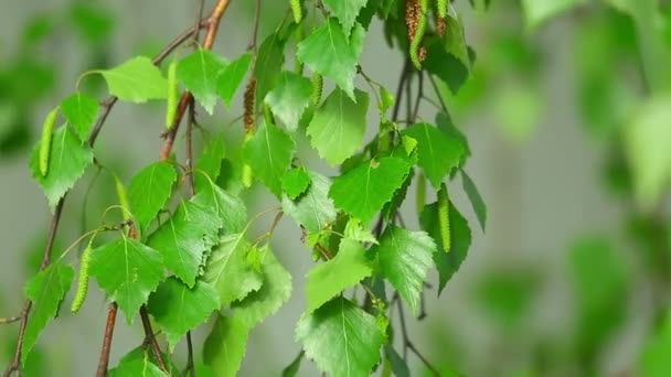 Birch catkin — Stok Video