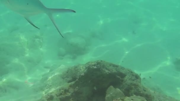 熱帯魚 — ストック動画