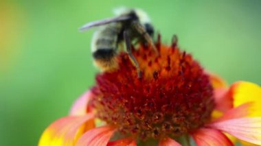 Çalışan yaban arısı