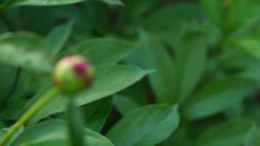 Şakayık bud tarihinde karıncalar