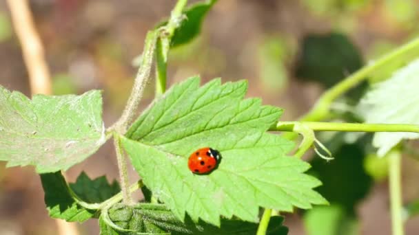 Ladybug — Stock Video