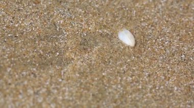 Küçük deniz tarağı