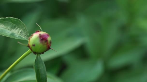 蚂蚁对牡丹芽 — 图库视频影像