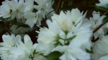 çiçek açan Yasemin