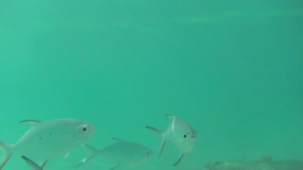 Peces tropicales — Vídeo de stock