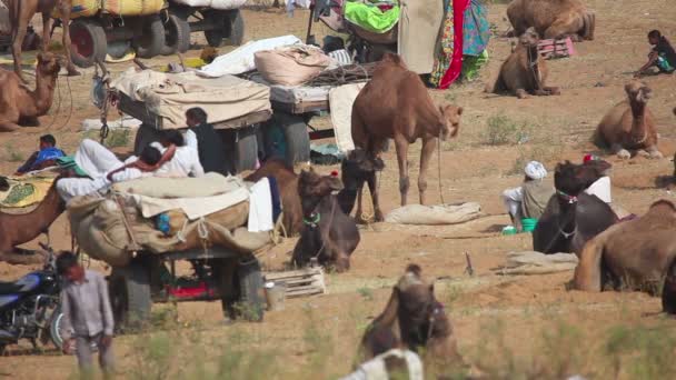 Feria de camellos de Pushkar — Vídeo de stock
