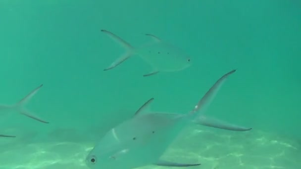 Tropiska fiskar — Stockvideo