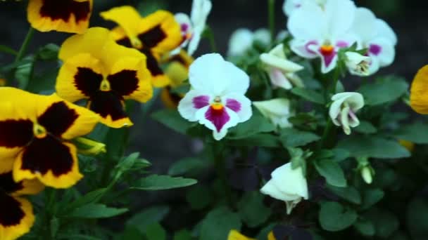 Colourful pansies — Stock Video