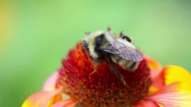Çalışan yaban arısı