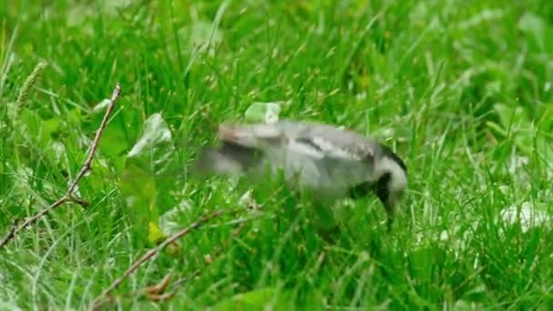 Wagtail bird — Stock Video