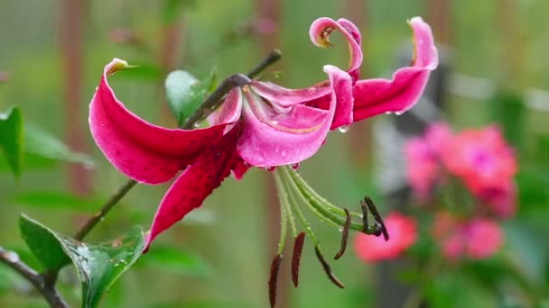 在雨中的粉色百合花卉。 — 图库视频影像