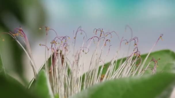 Flor tropical e praia oceânica — Vídeo de Stock