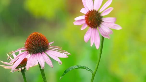 Echinacea blüht im Regen — Stockvideo