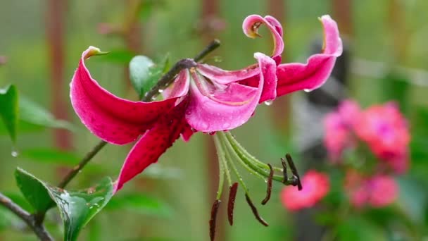 Flor de lírio rosa na chuva — Vídeo de Stock