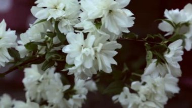 çiçek açan Yasemin