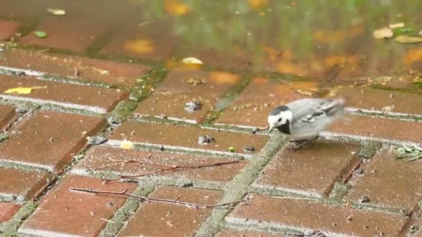 Oiseau Wagtail — Video