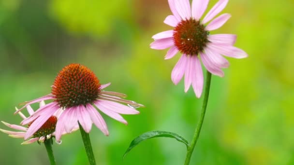 Echinacea λουλούδια στη βροχή — Αρχείο Βίντεο