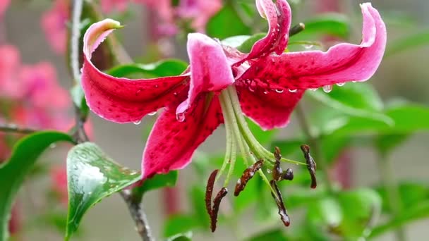 ピンクのユリの花の雨の後 — ストック動画