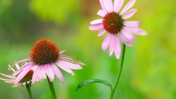 Echinacea flowers in rain — Stock Video