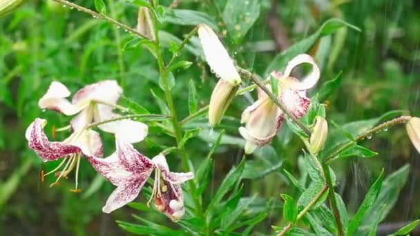 Tiger Lily bloem in de regen — Stockvideo