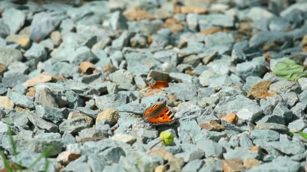 Papillon sur une marguerite de fleurs — Video