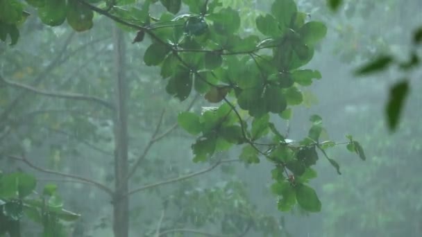 Tropischer Regenguss — Stockvideo