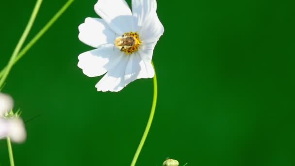 코스모스 꽃에 꿀벌 — 비디오