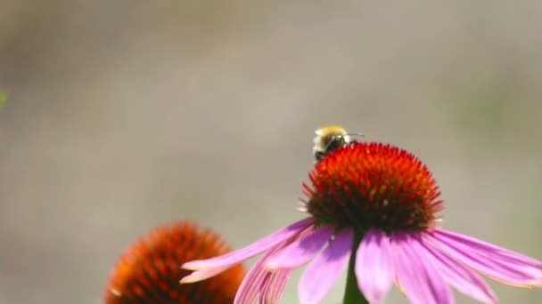Bumblebee on a Echinacea flower — Stock Video