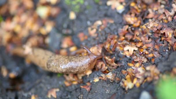 Braune Schnecke — Stockvideo