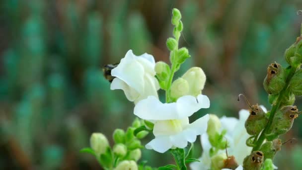 Hummel auf einem Blütenschnappdrachen — Stockvideo