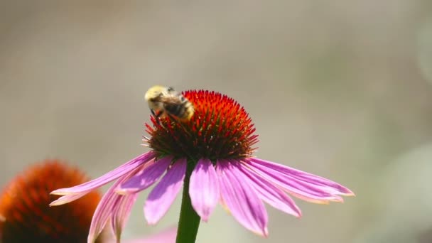 Abejorro en una flor de equinácea — Vídeos de Stock