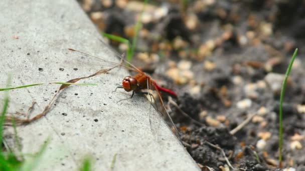 Libellula rossa — Video Stock