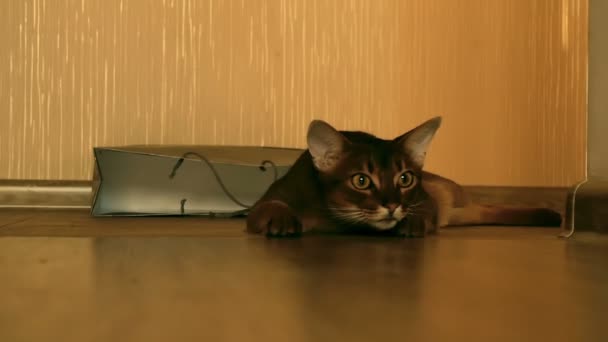 Abyssinian kat — Stockvideo