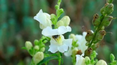 Yaban-arısı bir çiçek snapdragon üzerinde