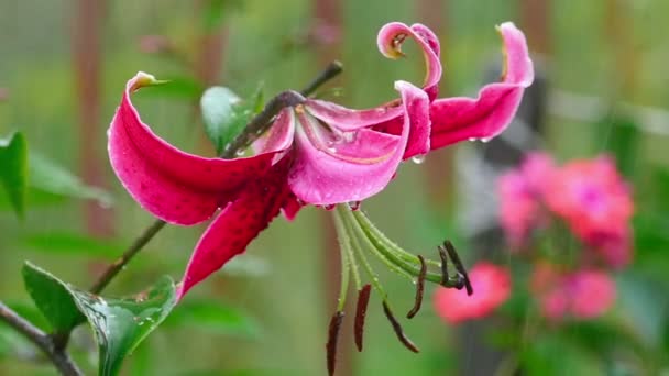 Rosa flor de lirio en la lluvia — Vídeos de Stock