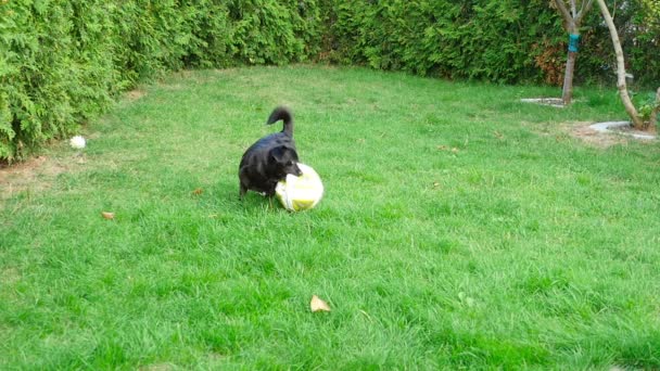 Собака и мяч — стоковое видео