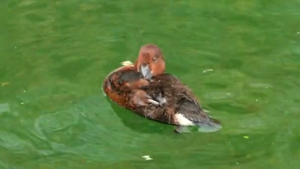 Die Enten auf einem Teich — Stockvideo