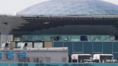 Kuş havaalanının üzerinde süzülüyor ve nazikçe terminal binasının yakınındaki çimlere iniyor. Arka planda modern cam havaalanı cephesi, yolcu köprüleri ve yer servis araçları görünüyor.