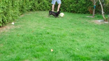 köpek ve topu
