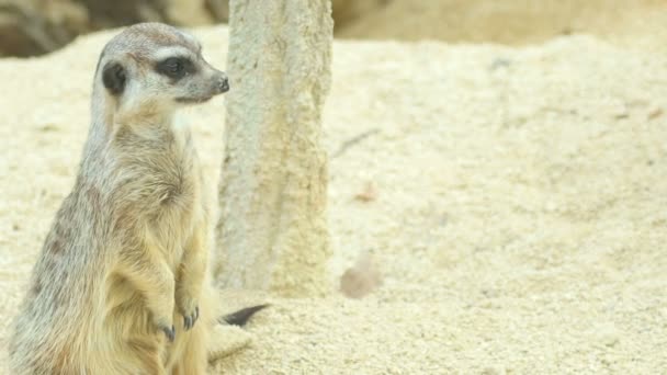 Meerkat — Αρχείο Βίντεο