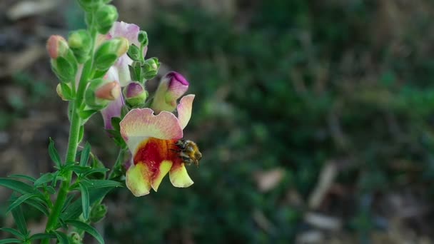 Bumblebee em um snapdragon flor — Vídeo de Stock