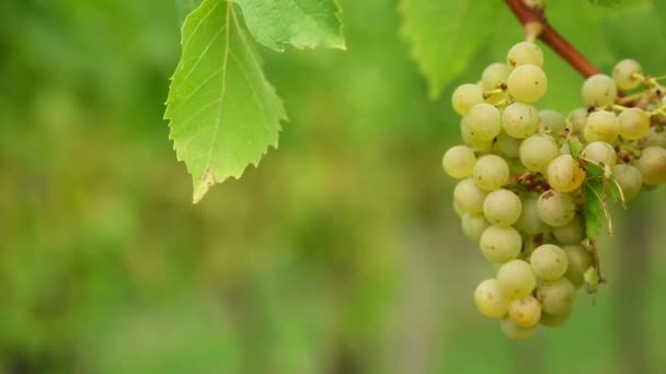 Uvas blancas — Vídeos de Stock