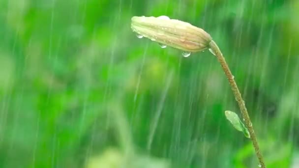 Tiger Lily bud in regen — Stockvideo