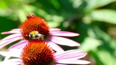 Bumblebee Ekinezya çiçek