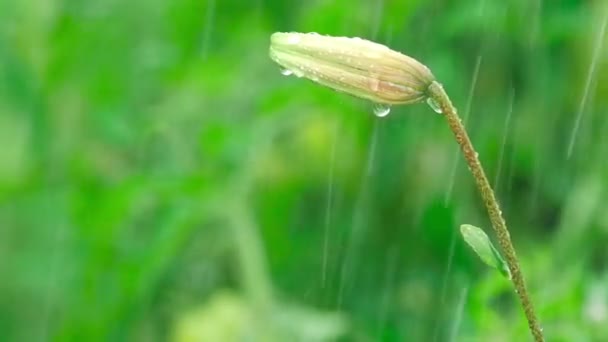 Tiger Lily bud in rain — Stock Video